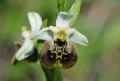 Ophrys pinguis